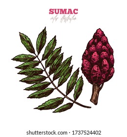 Isolated branch of sumac with bloom flowers and leaves on white. Spices, condiment and herbs vector hand drawn sketch etching botanical illustration
