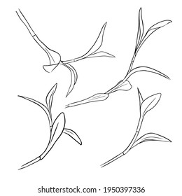 Isolated branch of the tradescantia reo on a white background. A set of contour drawings by hand. Doodle Style