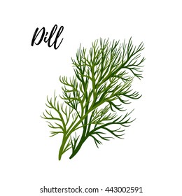 Isolated branches  of herbs fresh dill, aroma herbs vector object on white background. Kitchen seasoning spices.Vektor illustration.