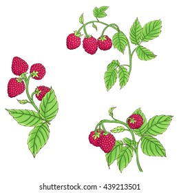 Isolated branches of raspberry on white background. Raspberry dark lines drawn and painted in bright colors. Hand drawn vector illustration.