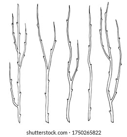Isolated branches without leaves.  Handwritten graphic technique