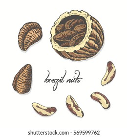Isolated brazil nuts on a white background. Vector illustration for your design