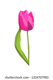 Isolated bright pink tulip vector on white background