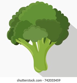 Isolated Broccoli in cartoon style. Vector illustration. 