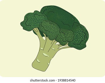 Isolated broccoli icon. Vegetable icon - Vector illustration