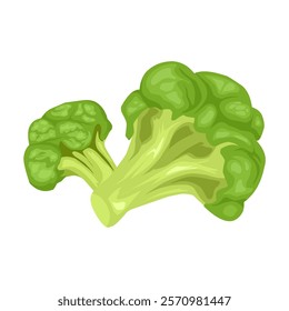 isolated broccoli vegetable illustration, good to use for template