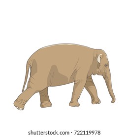 Isolated brown elephant character figure on white background. Big mammal animal standing striding walking moving. African Asian Indian symbol. Vector design illustration.