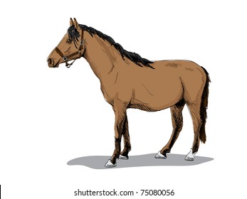 isolated brown standing horse - illustration