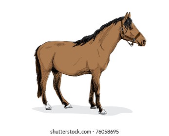 isolated brown standing horse - illustration