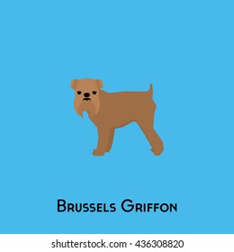 Isolated Brussels Griffon on a blue background