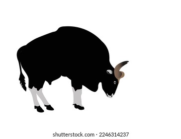 Isolated bull animal design.Bull silhouette of standing in different poses and Lonely bull. Bull logo design, vector illustration.