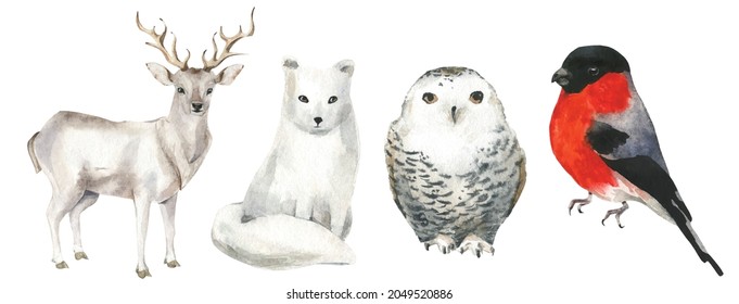 Isolated bullfinch, reindeer, polar fox and white owl. Traced vector watercolor set. Hand drawn illustration collection on white background. Water colour drawing.