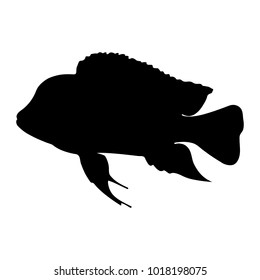 Isolated "Bumphead Cichlid" fish (or Cyphotilapia Frontosa) black silhouette - Eps10 vector graphics and illustration