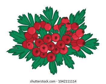 isolated bunch of hawthorn with ripe red berries. single branch of haw or crataegus with hawberry and leaves