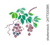 isolated bunch of purple grapes with leaves. oriental watercolor painting