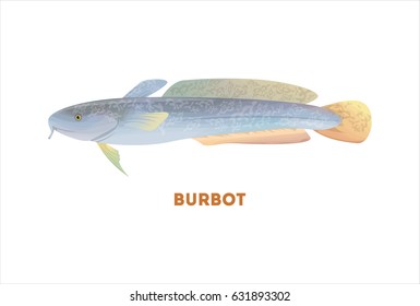Isolated burbot fish on white background. Fresh food.