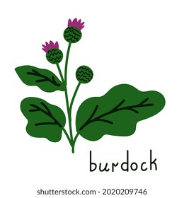 Isolated burdock vector simple plant