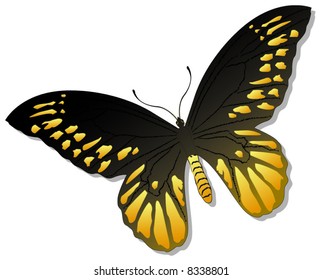 Isolated butterfly