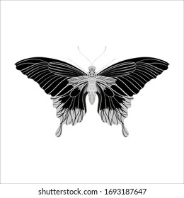 Isolated butterfly illustration. Gray and black butterfly vector. Ink line art. Elegant tattoo silhouette. Insect illustration.