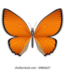 Isolated butterfly on the white background