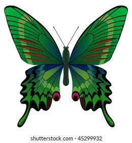 Isolated butterfly on the white background