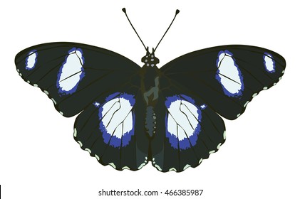 Isolated butterfly on the white background.Vector illustration.