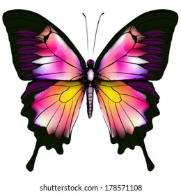 Isolated Butterfly Vector Illustration