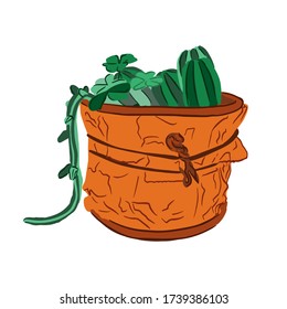 Isolated cactus succulent in pot in cartoon sketched style