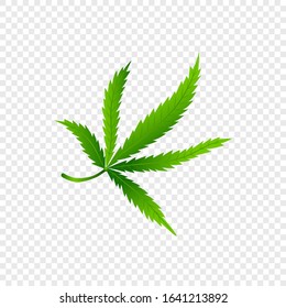 Isolated Cannabis or marijuana leaf. Realistic isolated hemp logo. Concept green icon on transparent background. Grass symbol in modern flat style. Vector Illustration