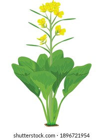 isolated Cantonese plant on white background vector design