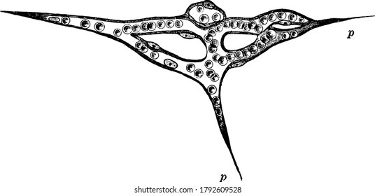 Isolated capillary network formed by the junction of several hallowed-out cells, and containing colored blood-corpuscles in a clear fluid, with its parts labelled, vintage line drawing or engraving.