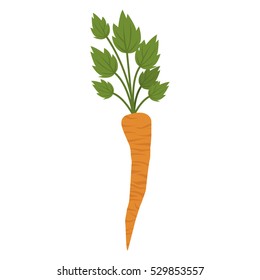 Isolated carrot design