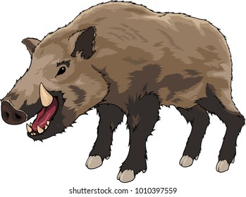 Isolated cartoon brown boar on white background