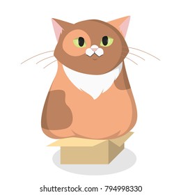Isolated cartoon fat cat in box on white.