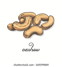 Isolated cashew on a white background. Vector illustration for your design