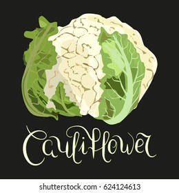 Isolated cauliflower on black background. Hand drawn vector illustration. Watercolor imitation. Healthy concept, vegan food.