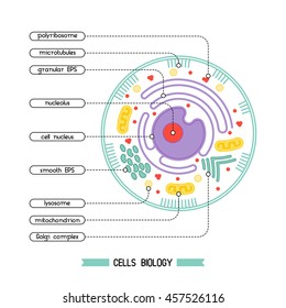 Isolated cell biology pictogram. Cell anatomy structure vector illustration. Cell structure detailed colorful anatomy with description.