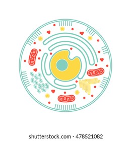 Isolated cell biology pictogram. Cell anatomy structure vector illustration. Cell structure detailed colorful anatomy with description.