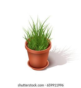 Isolated ceramic flowerpot with a grass. Isometric  the house flower isolated on a white background. Vector illustration