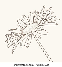 Isolated chamomile daisy close up sketch. Loves me loves me not flower. Brown outline on beige background.