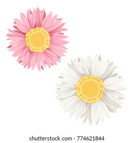 Isolated chamomile daisy flowers on white background. Detailed closeup macro vector design illustration. Spring summer plant. Forgetmenot sign symbol. White, pink and yellow.