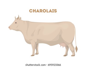 Isolated charolais cattle on white background. Animal on farm.