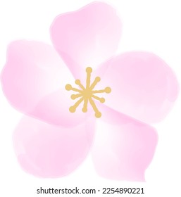 isolated cherry blossom drawn by watercolor brush