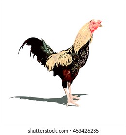 isolated chicken vector illustration. animal farm