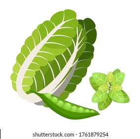 Basura china aislada, hojas de albahaca, vaina de arveja. Vegetales naturales orgánicos y vegetación para ensaladas o platos culinarios. Comer sano, mantener la dieta, concepto vegetariano. Hojas de ensalada jugosa, plantas ecológicas