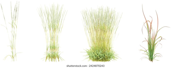 Isolated  Chinese silver grass,Decorative Grass Bushes on a white background