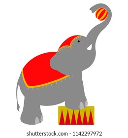 Isolated circus elephant