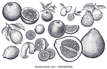 Isolated citrus fruit set. Orange, lemon, lime, mandarin, pomelo, grapefruit, bergamot, kumquat. Black and white. Vintage vector illustration art. Realistic hand drawing.