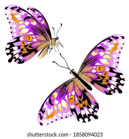 Isolated clipart, butterflies on white background. Ready for print.