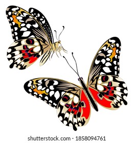 Isolated clipart, butterflies on white background. Ready for print.